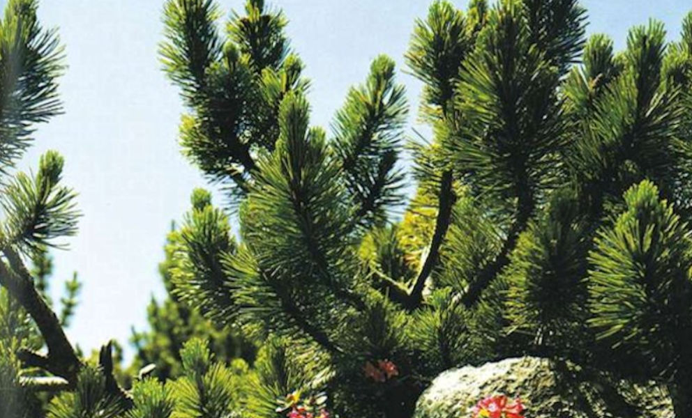 Chronische oder akute Bronchitis